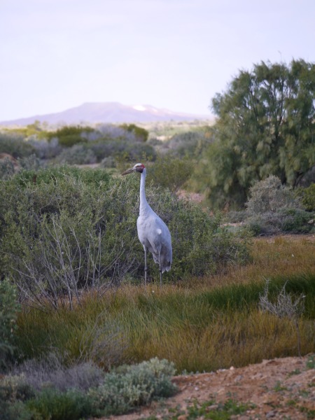 Cranes visiting the Alberrie Creek oasis